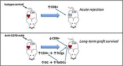 Monotherapy With Anti-CD70 Antibody Causes Long-Term Mouse Cardiac Allograft Acceptance With Induction of Tolerogenic Dendritic Cells